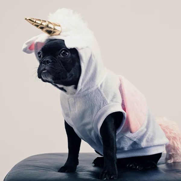 Chien déguisé en licorne, illustrant l’ambiance conviviale